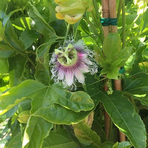 Passion Fruit Passiflora Edulis Live Plant Tyler Farms