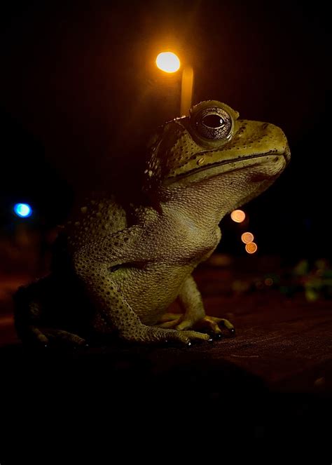 A Life In The Gutter Asian Toad Incidental Naturalist