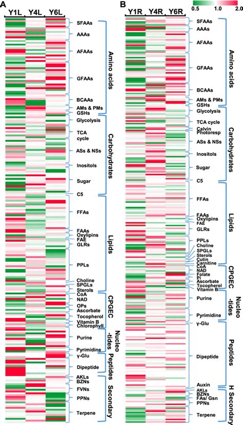 Cluster Analysis Of The Metabolomic Data A Heat Map Representation Of Download Scientific