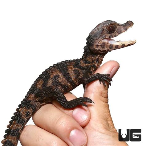 Hatchling Dwarf Caimans Paleosuchus Palpebrosus For Sale