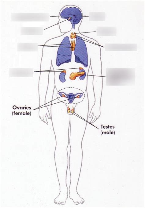 Endocrinology Diagram Quizlet