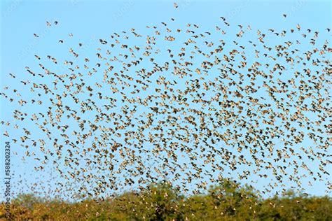 Large Flock Of Red Billed Quelea Birds Quelea Quelea Flying Etosha