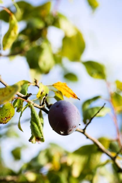 Ciruela madura que crece en una rama de árbol en el jardín Foto Premium