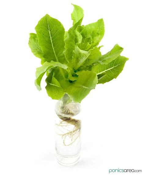 Growing Hydroponic Lettuce Kratky Method Indoor Gardens DWC