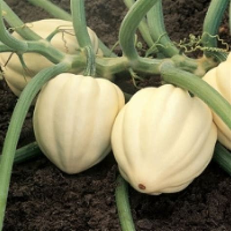 White Acorn Squash Seeds Cream Of The Crop White Acorn Ghost Acorn