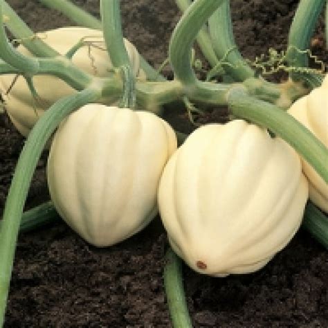 White Acorn Squash Seeds Cream Of The Crop White Acorn Ghost Acorn Non Gmo Winter Squash