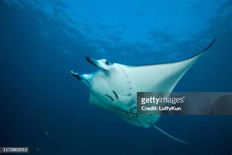 3500 Manta Ray Stock Photos High Res Pictures And Images Getty Images