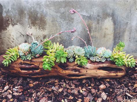 Driftwood Succulent Order Sent Out The Other Day We Love Making These