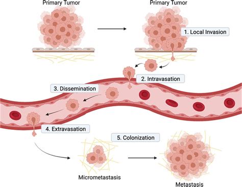 Frontiers Adaptation Of The Golgi Apparatus In Cancer Cell Invasion