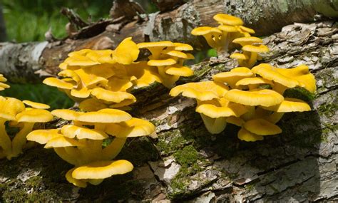 The Complete Guide to Yellow Oyster Mushrooms | GroCycle