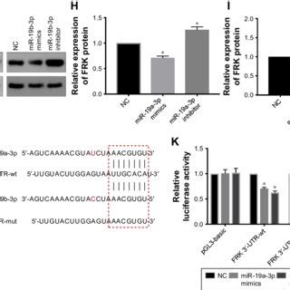 Mir A B P Inhibited Frk Expression By Targeting The Utr Of Frk