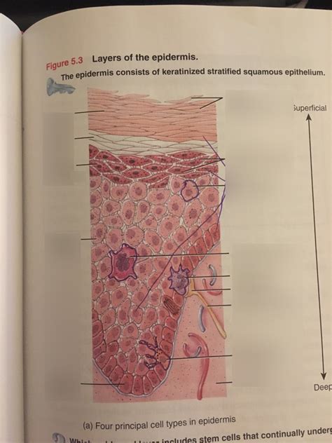 Theory Test 2 Epidermis Layers Diagram Diagram Quizlet