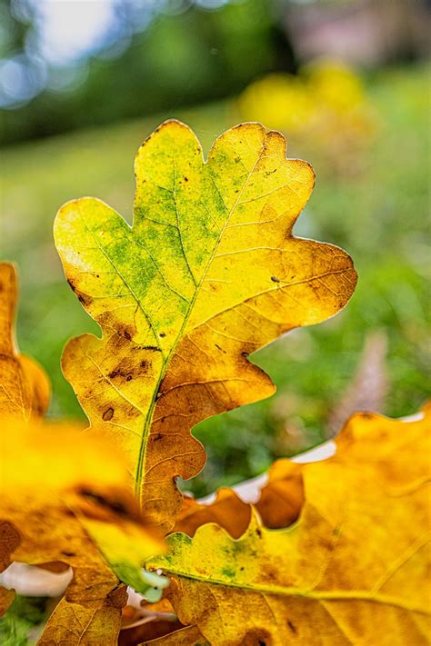 Acorn Glans Bell End Free Photo On Pixabay Pixabay
