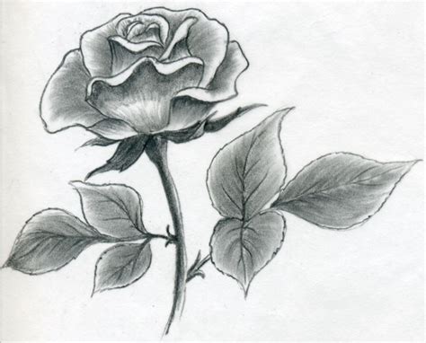 Shaded Rose Drawing at PaintingValley.com | Explore collection of Shaded Rose Drawing