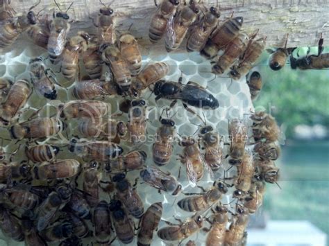 Black Honey Bees ?? | Page 3 | Beesource Beekeeping Forums