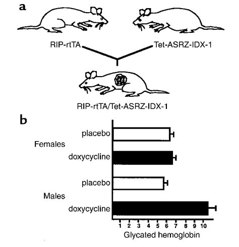 Rip Rttatet Asrz Idx 1 Double Transgenic Mice Exhibit Inducible