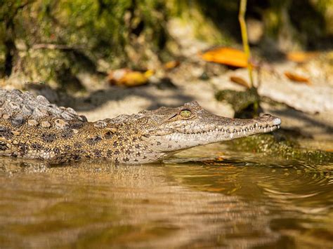 Everglades National Park - Crocodile