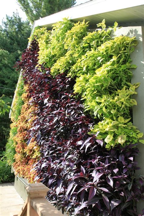 Garage Green Wall Planted With Coleus Strobilanthes And Papyrus