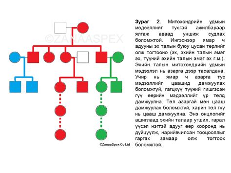 Митохондрийн ДНХ мэдээлэл гэж юу вэ? (6)