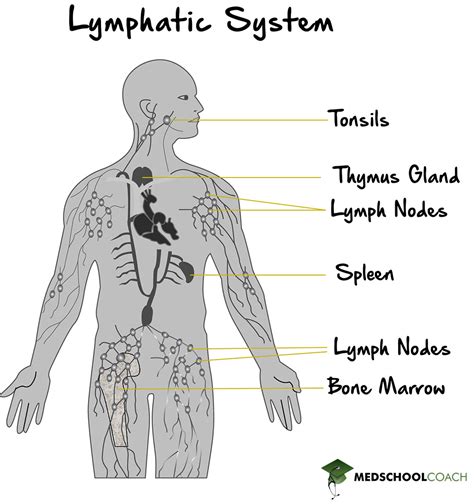 The Lymphatic System Mcat Biology Medschoolcoach