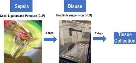 Combination Of Cecal Ligation And Puncture Clp With Hindlimb