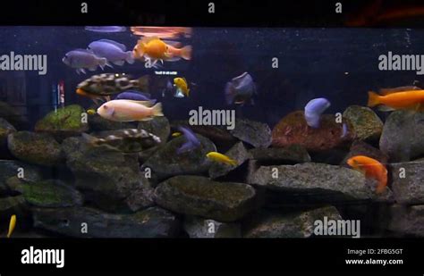 Shedd aquarium fish Stock Videos & Footage - HD and 4K Video Clips - Alamy