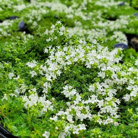 Thymus s. ‘Albiflorus’ (Creeping Thyme) - Cavano's Perennials