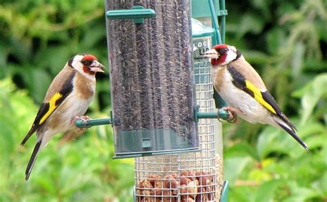 Garden bird feeding - British Ornithologists' Union - British ...