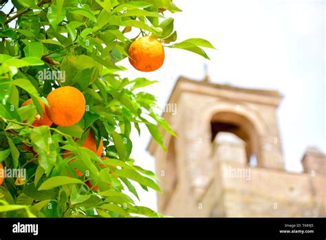 Orange Fruits Tree With Green Leaves On Tree Fresh Oranges Against