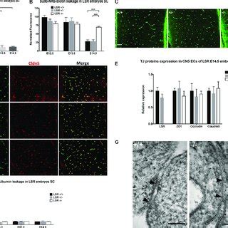 Ccl Gene Expression In Cns Microvascular Endothelial Cells Astrocytes