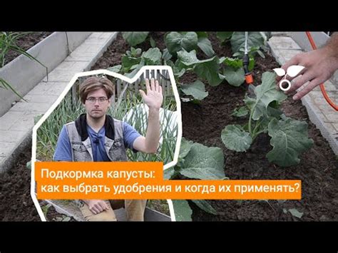 Подкормка капусты: как выбрать удобрения и когда их применять? - YouTube