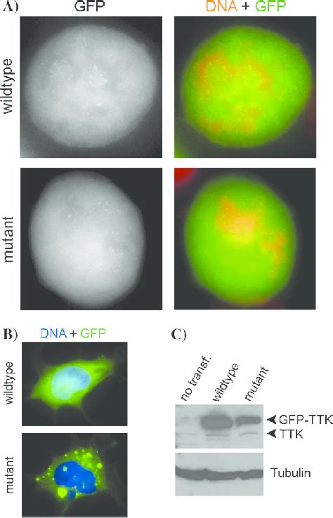 Subcellular Localization Of Gfp Tagged Mutant C2560dela And