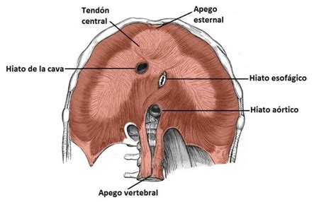 M Sculo Diafragma Origen Acci N Inervaci N Importancia