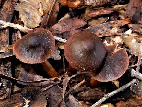 Descolea From Mt Lees Reserve Sanson New Zealand On July At