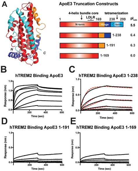 Functional Insights From Biophysical Study Of Trem Interactions With