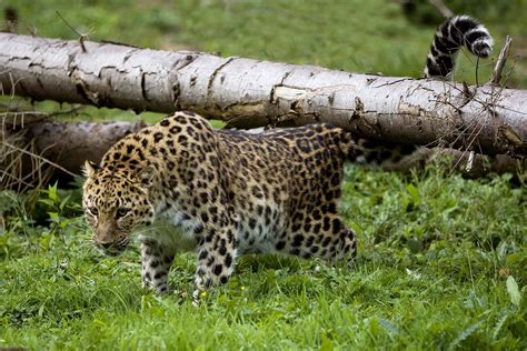 Leopardo De Amur Panthera Pardus Orientalis Características