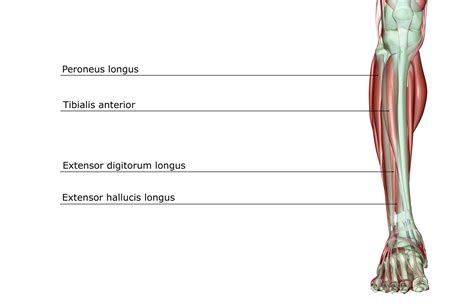 Peroneus Longus Function Causes Of Pain Treatment