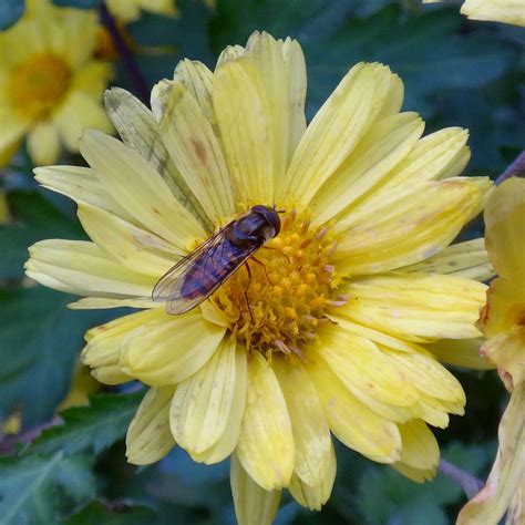 Yellow Gloom Marmalade Hoverfly Episyrphus Balteatus On Flickr