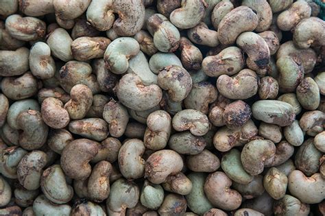 Cashew Nuts How Cashews Are Processed Foodunfolded