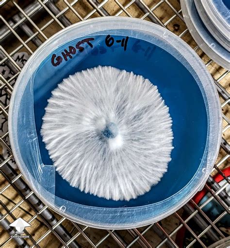 Mushroom Cultures On Agar Nice Mycelium Growth