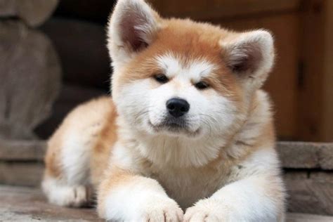 Akita Inu Carattere E Temperamento