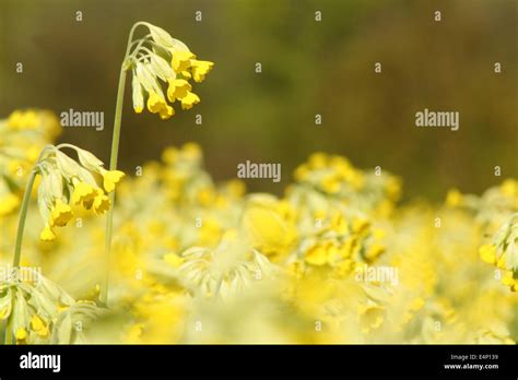 Cowslips Primula Veris Flower In An English Meadow Derbyshire Uk