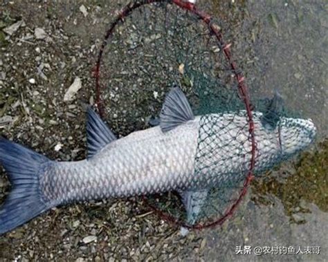 釣魚人都喜歡釣大魚，水庫常有大青魚，解析水庫野釣青魚四大技巧 每日頭條