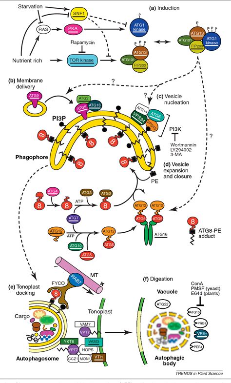 Figure 1 From Autophagy A Multifaceted Intracellular System For Bulk