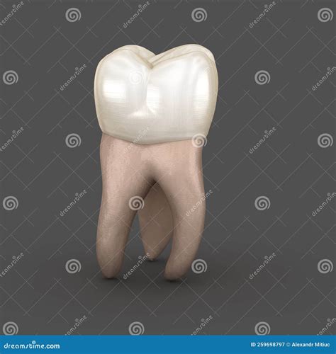 Dental Anatomy First Maxillary Molar Tooth Medically Accurate Dental