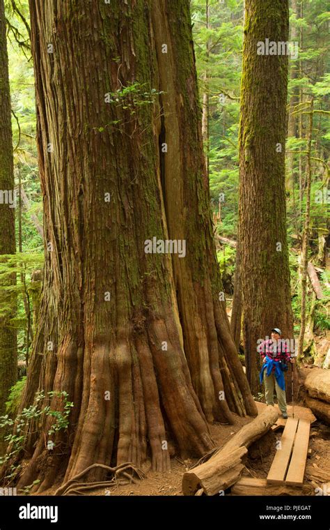 Ancient Western Red Cedar At Avatar Grove Capitol Regional District