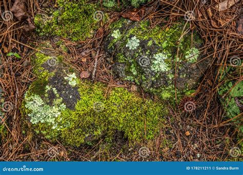 Lichen And Moss On Rocks Stock Image Image Of Growth 178211211