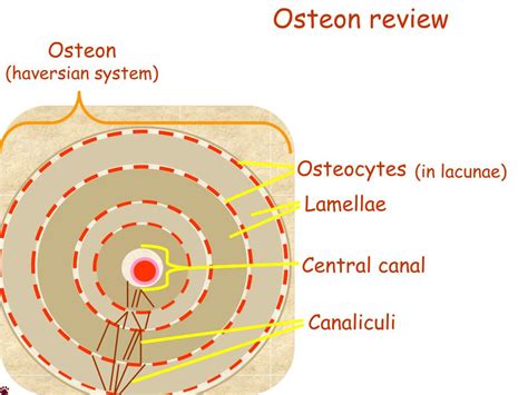 PPT - Osteon development PowerPoint Presentation - ID:416574