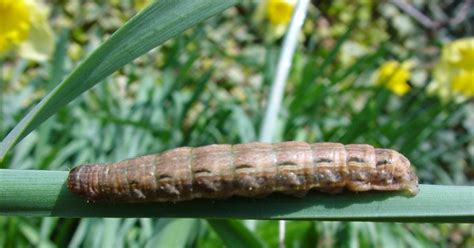Sussex Nature Notes Large Brown Caterpillar
