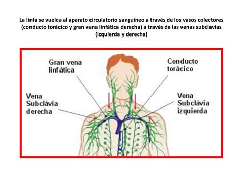 CIRCULACIÓN LINFÁTICA ppt descargar